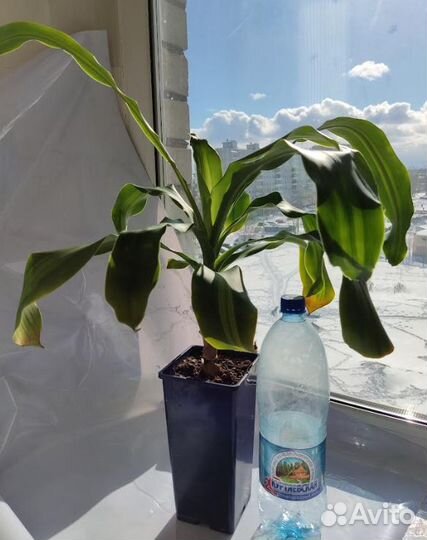 Драцена душистая Фрагранс сорт Массангеала