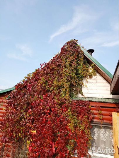 Саженцы девичий виноград