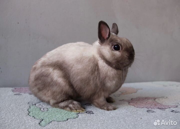 Кролик карликовый