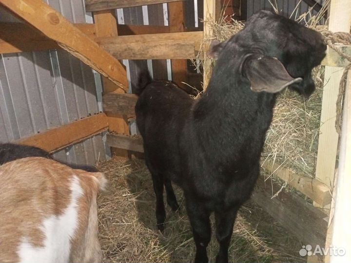 Нубийский козел