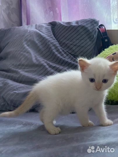 Кошка невская маскарадная