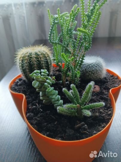 Кактусы и суккуленты