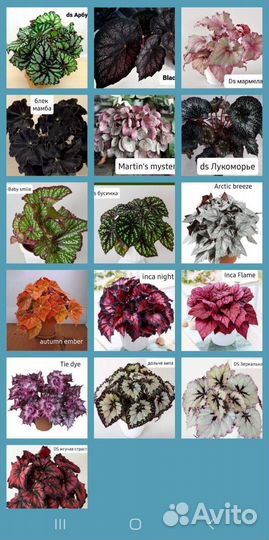 Бегонии почтой 200 сортов декоративнолиственные