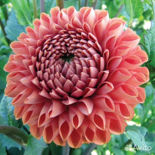 Георгины клубни