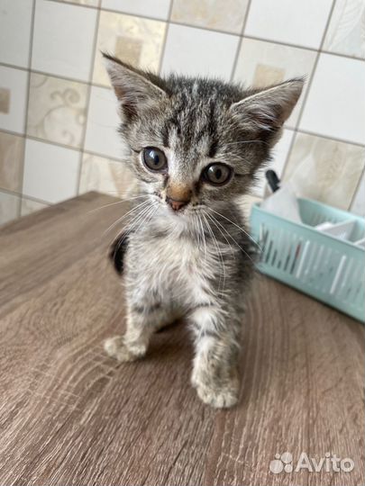 Котик бесплатно