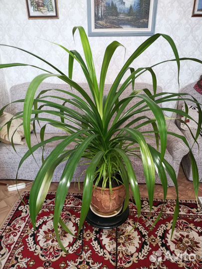 Комнатный цветок панданус (большой)
