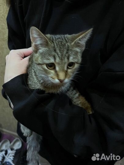 Нашли кошку