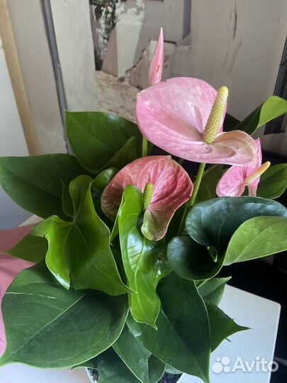 Антуриум Свит Джамбо