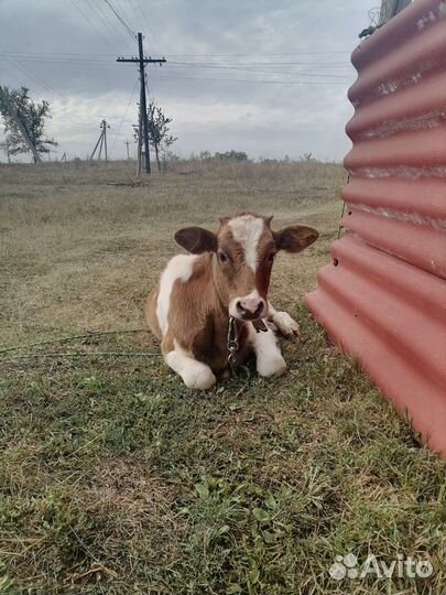 Коровы быки телки