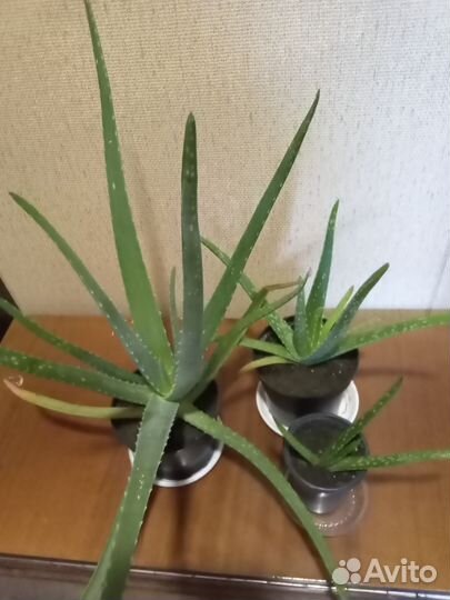 Алоэ вера растение