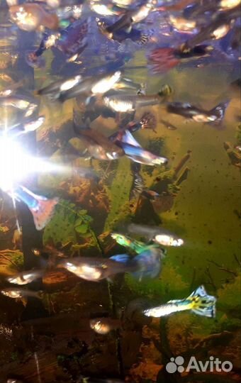 Аквариумные рыбки гуппи