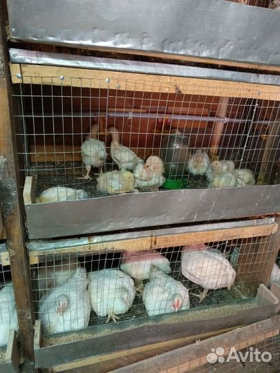 Куры бройлеры тушки мясо домашние