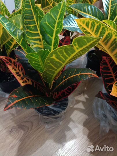 Кодиеум кротон Петра