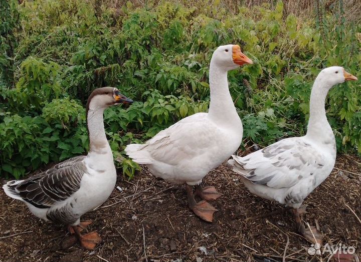 Гуси