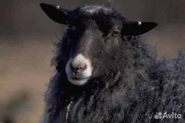 Овцы бараны