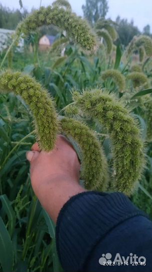 Сухоцветы и семена сухоцветов