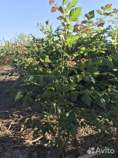 Декоративные растения для сада