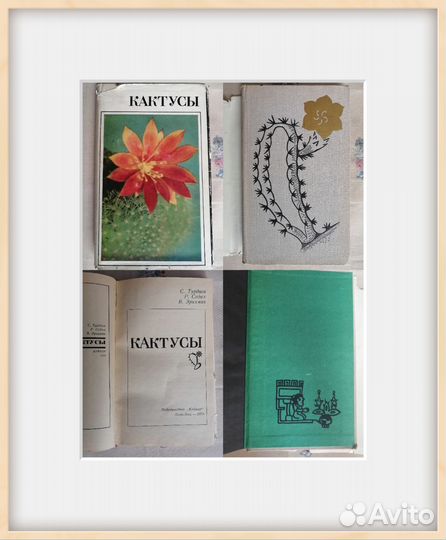Кактусы С. Турдиев Р. Седых В. Эрихман