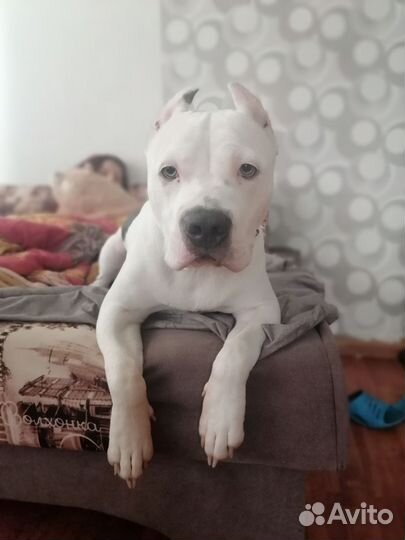 Американский булли xl девочка