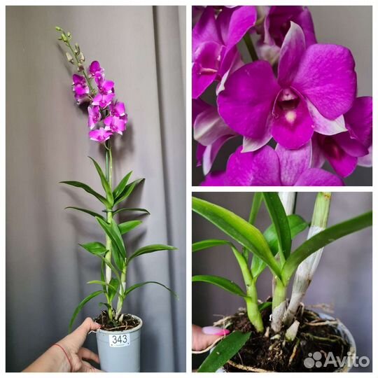 Орхидея Дендрофаленопсис