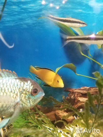 Лабидохромис еллоу