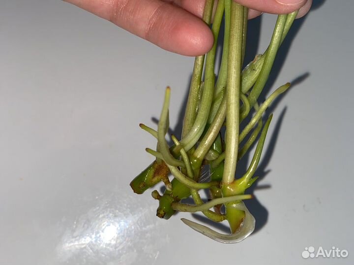 Филодендрон бурле макс