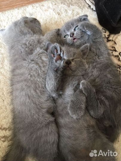Британские котята