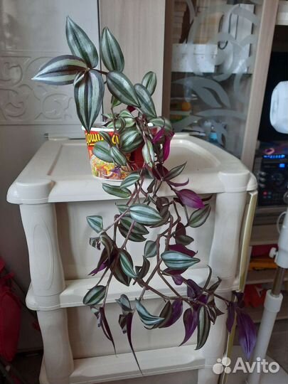 Традесканция Зебрина