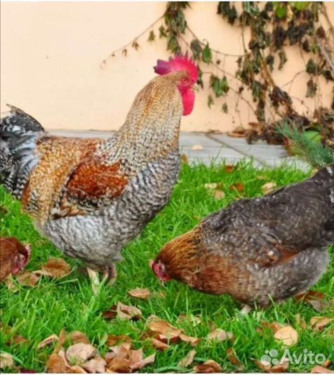Куры несушки и петухи породные