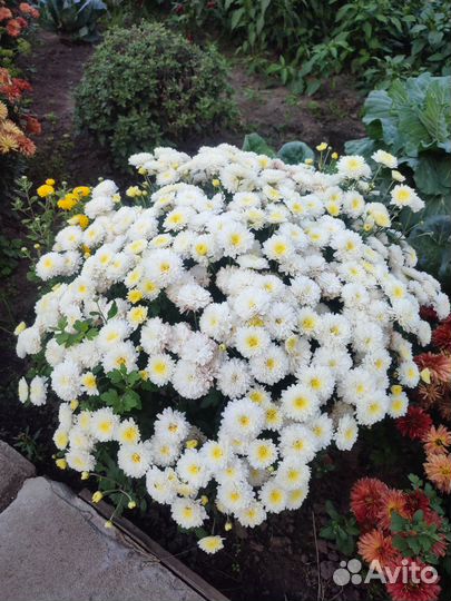 Саженцы хризантем
