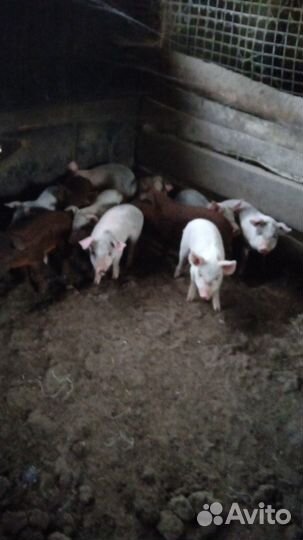 Поросята
