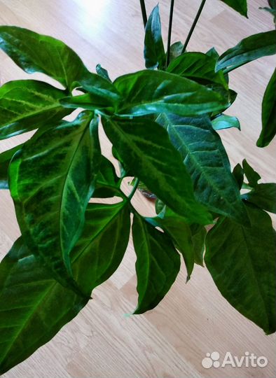 Комнатные цветы