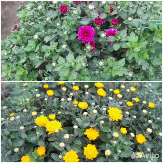 Хризантемы мультифлора