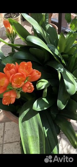 Комнатные растения Кливия, Алоэ, Толстянка