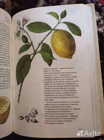 Специи и пряности