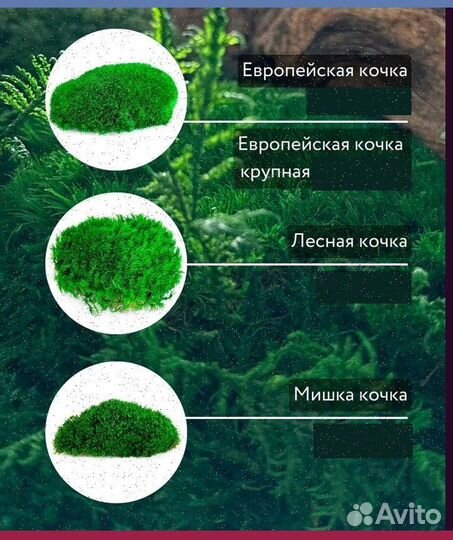 Стабилизированный мох ковер ягель кочка