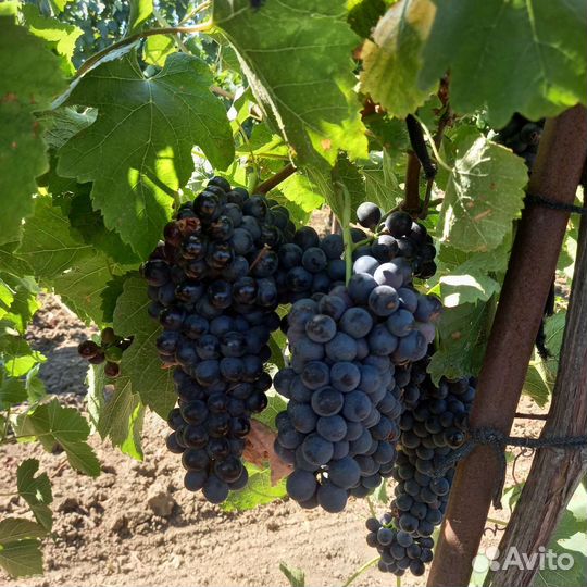 Виноград