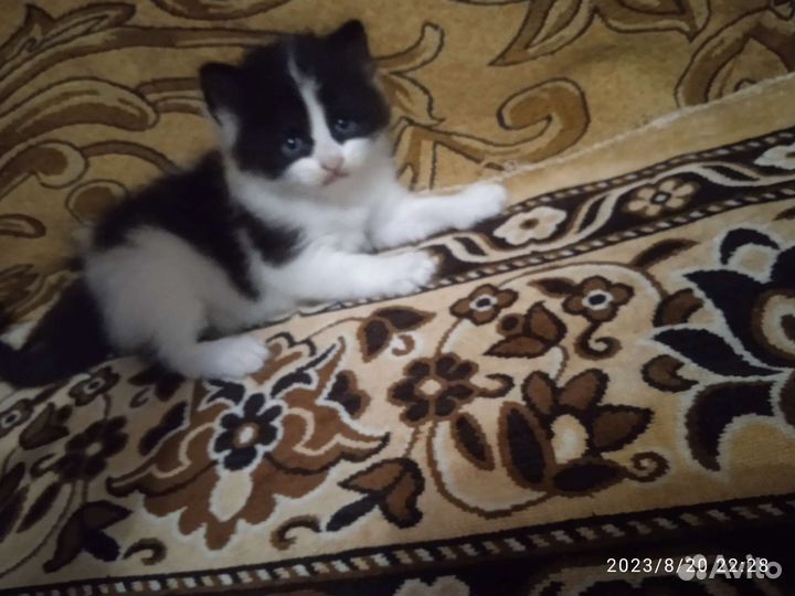 Кошки в добрые руки