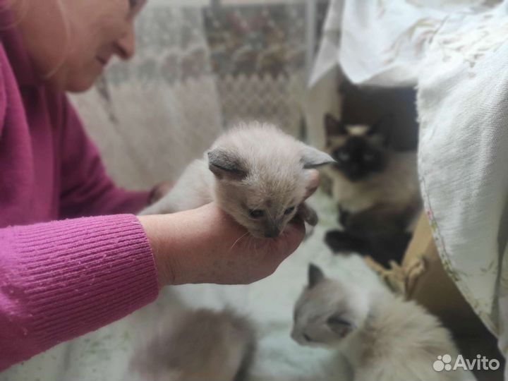 Котята девочки бесплатно