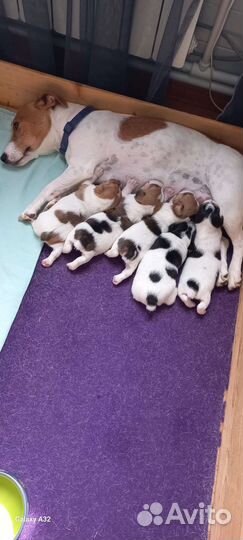Щенки джек Рассел терьер