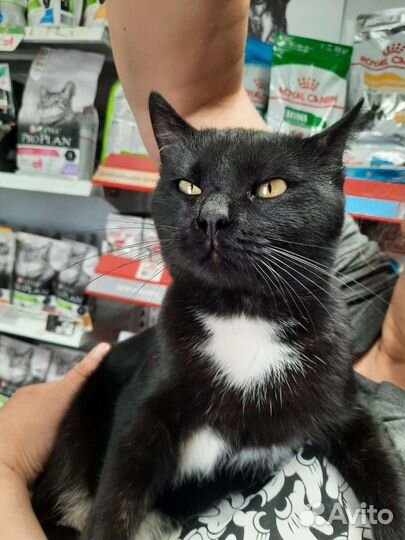 Котик в дар