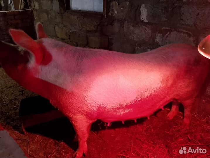 Продам поросят
