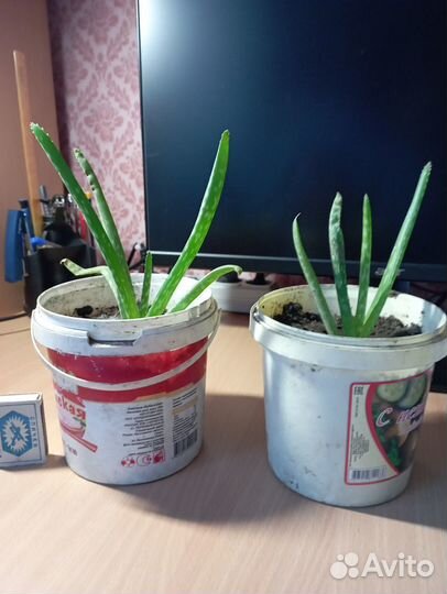 Алоэ вера, индийский лук (продажа или обмен)