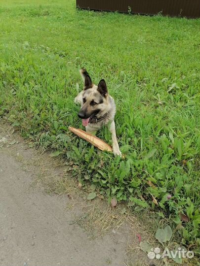 Восточноевропейская овчарка вязка