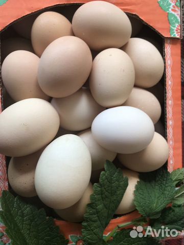 Яйцо куриное, перепелиное домашнее