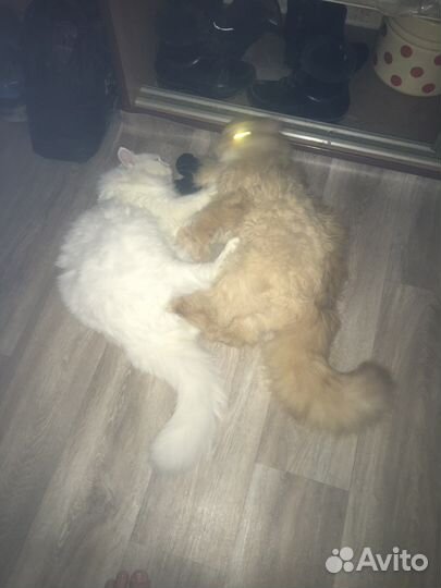 Кошка в дар бесплатно