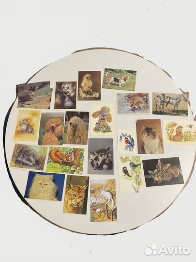 Открытки животные СССР