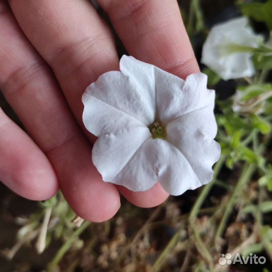 Кашпо подвесной 8 горшков на семена