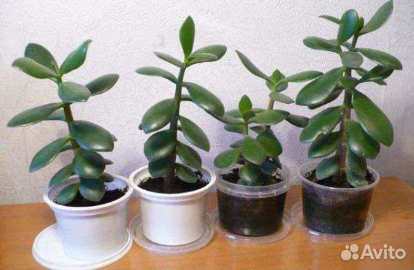 Денежное дерево