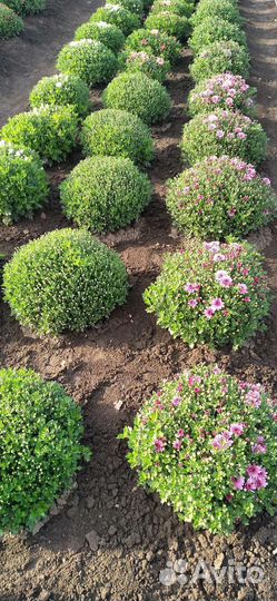 Хризантемы мультифлора/корейская